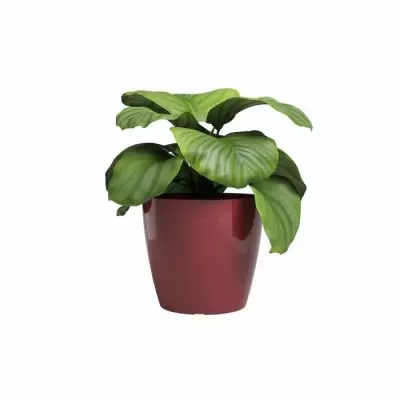 Pot de fleur ARTEVASI SAN REMO - 42 br - Rouge doncé Pot de fleur ARTEVASI SAN REMO - 42 br - Rouge doncé