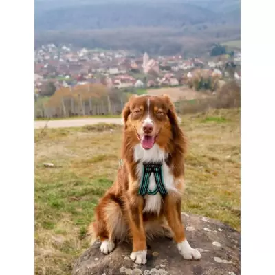 Harnais de traction pour chien OLYMPIA - L - Bleu