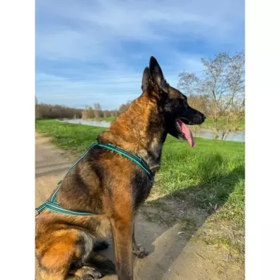 Harnais de traction pour chien OLYMPIA - S - Bleu - Confortable et performant