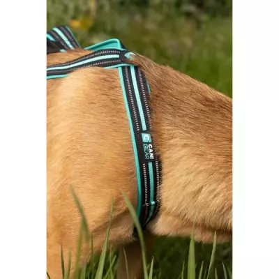 Harnais de traction pour chien - OLYMPIA M - Bleu