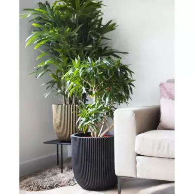Cache-pot élégant CAPI Jardiniere Groove 43x41 cm noir et doré