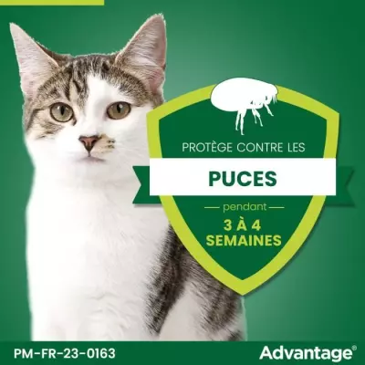 Solution Antipuce Chat Lapin 1 a 4kg - Lot de 6 pipettes