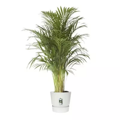 elho Greenville Pflanztopf Ø47 cm blanc - JARDINIERE - BAC A FLEUR