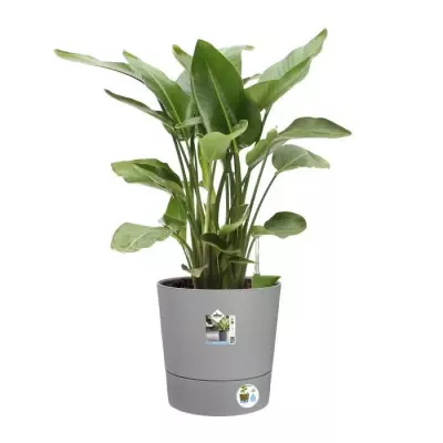 Pot de fleur Elho carré Greensense Aqua Care ciment clair - 39 L