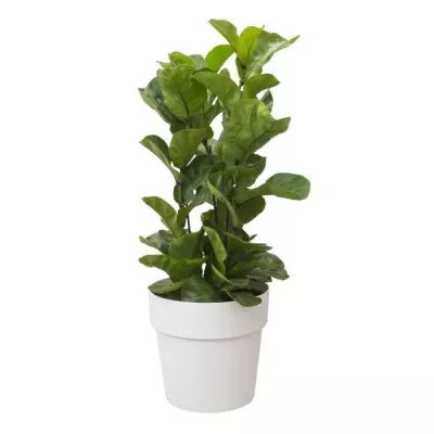 POT DE FLEUR Original Rond Roues 35 blanc