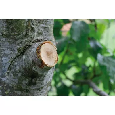 Coupe-branches SmartCut Comfort: lame enclume auto, Ø45mm max
