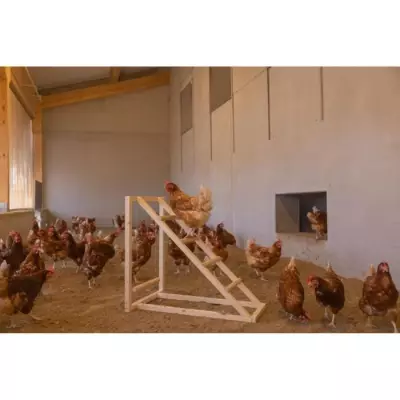 Tour d'escalade pour poules KERBL - Avec balançoire et échelle robuste