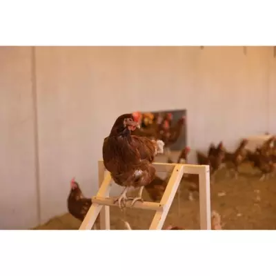 Tour d'escalade pour poules KERBL - Avec balançoire et échelle robuste