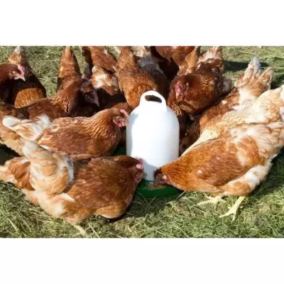 Nourrisseur plastique poules Kerbl 24 cm 2,5 kg Blanc / Vert
