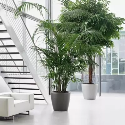 Pot de fleur LECHUZA Classico Premium 60 - Kit complet, anthracite métallisé