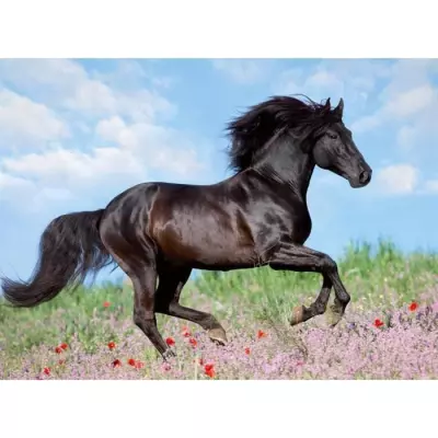 Puzzle 200 pièces XXL Etalon noir - Ravensburger - Paysage et nature