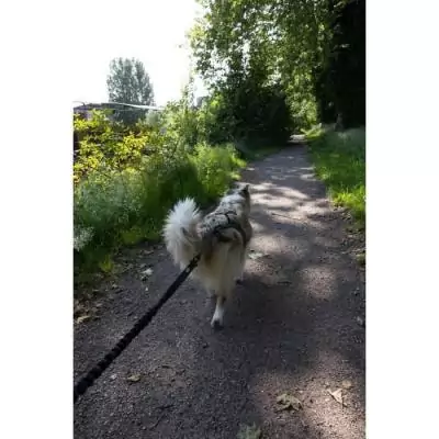 Longe de traction pour chien - INTENSIA - 1.9 m - Double poignée Longe de traction pour chien - INTENSIA - 1.9 m - Double poignée