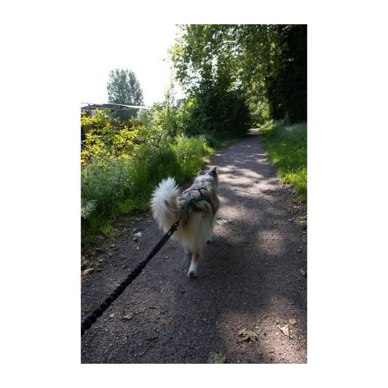 Longe de traction pour chien INTENSIA XL - Noir - 2.4 m