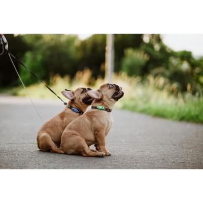 Protégez votre animal avec TICKLESS MINI DOG&CAT - Répulsif ultrason chien - Mentha Green