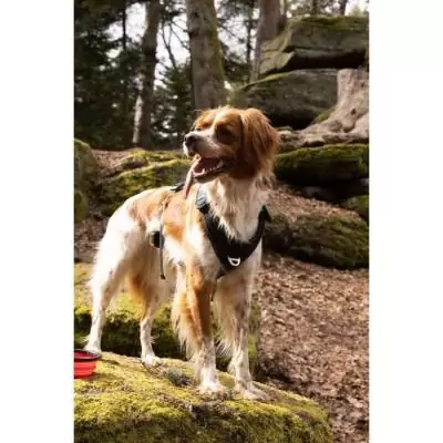 Harnais pour chien - SYMBIOZ M - Noir / Bleu - Confort et style Harnais pour chien - SYMBIOZ M - Noir / Bleu - Confort et style