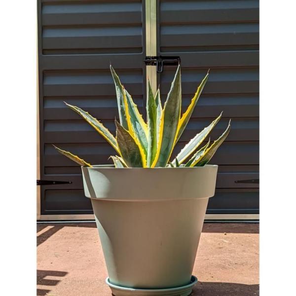 Bac a fleurs rond RIVIERA SOLEILLA - Plastique - Diametre 50 cm - Vert argile