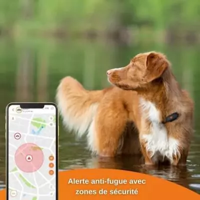 Traceur GPS pour Chien - Weenect XS (Black Edition 2023) - Idéal pour la chasse