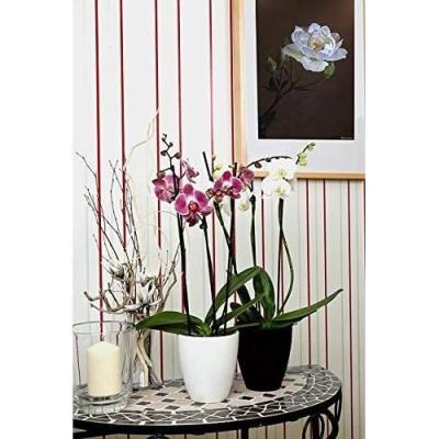 Boostez la croissance de vos orchidées avec l'engrais OR BRUN 250 ml
