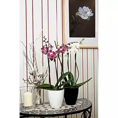 Boostez la croissance de vos orchidées avec l'engrais OR BRUN 250 ml
