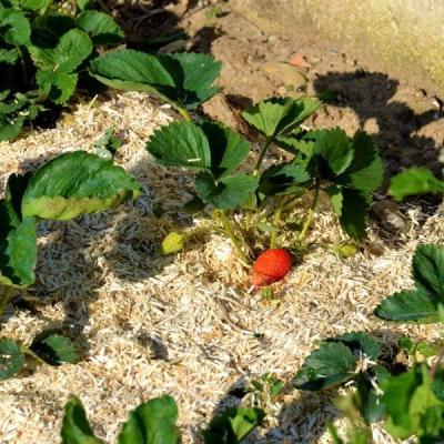 Paille de chanvre UAB 100L pour un potager protégé et un sol enrichi
