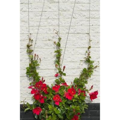 Treillis métallique NATURE - Kit de palissage plantes grimpantes - Ø1,8 mm x 10 m