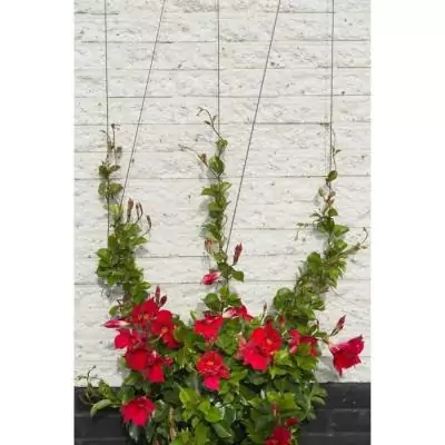 Treillis métallique NATURE - Kit de palissage plantes grimpantes - Ø1,8 mm x 10 m Treillis métallique NATURE - Kit de palissage plantes grimpantes - Ø1,8 mm x 10 m