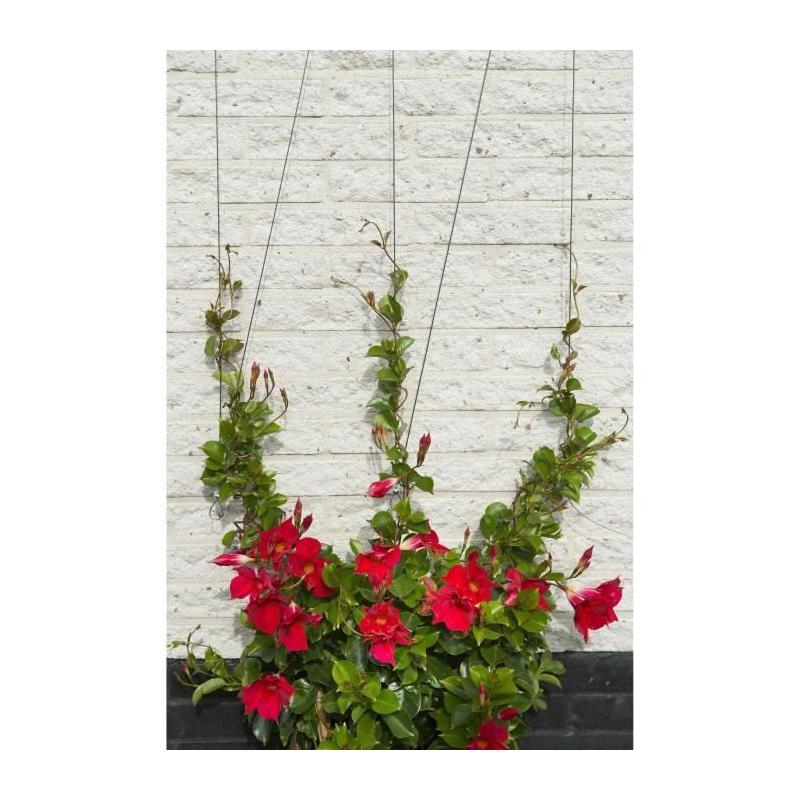 Treillis métallique NATURE - Kit de palissage plantes grimpantes - Ø1,8 mm x 10 m
