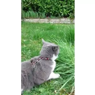 Kit harnais et laisse réfléchissant rouge pour Chat - AIMÉ