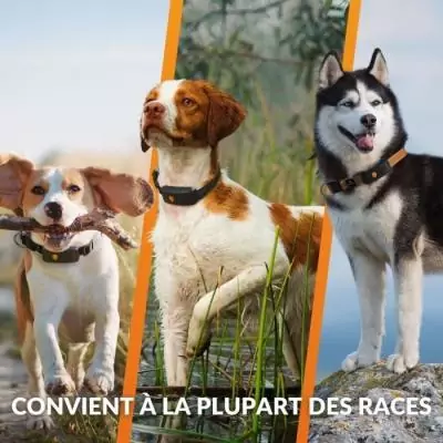 Collier GPS pour chien WEENECT Chien XT - Orange
