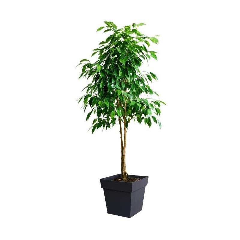 Pot de fleur carré Toscane - 39 x 39 x H 39 cm - Gris anthracite