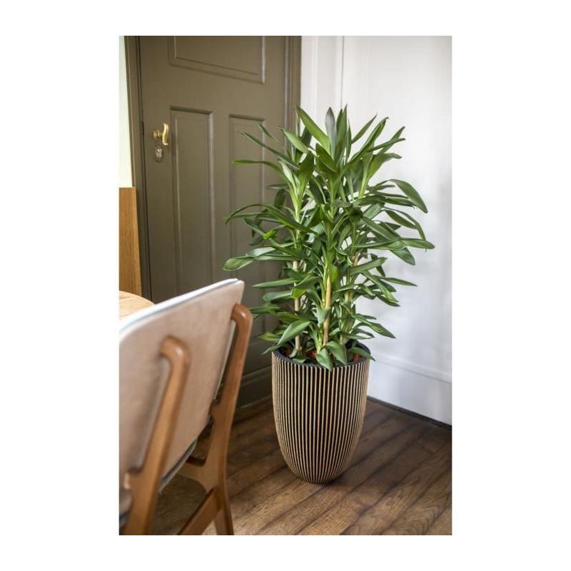Cache-pot chic et élégant: Capi Vase Groove noir et doré 46x58 cm