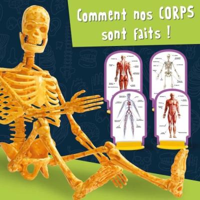 Exploration ludique du corps humain - Kit scientifique - Modele 3D