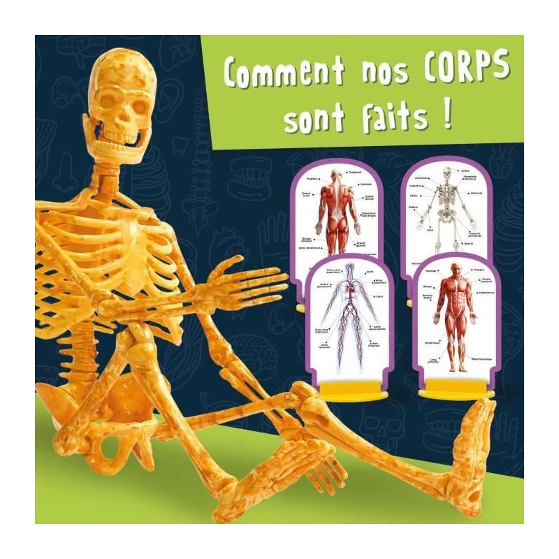 Exploration ludique du corps humain - Kit scientifique - Modele 3D
