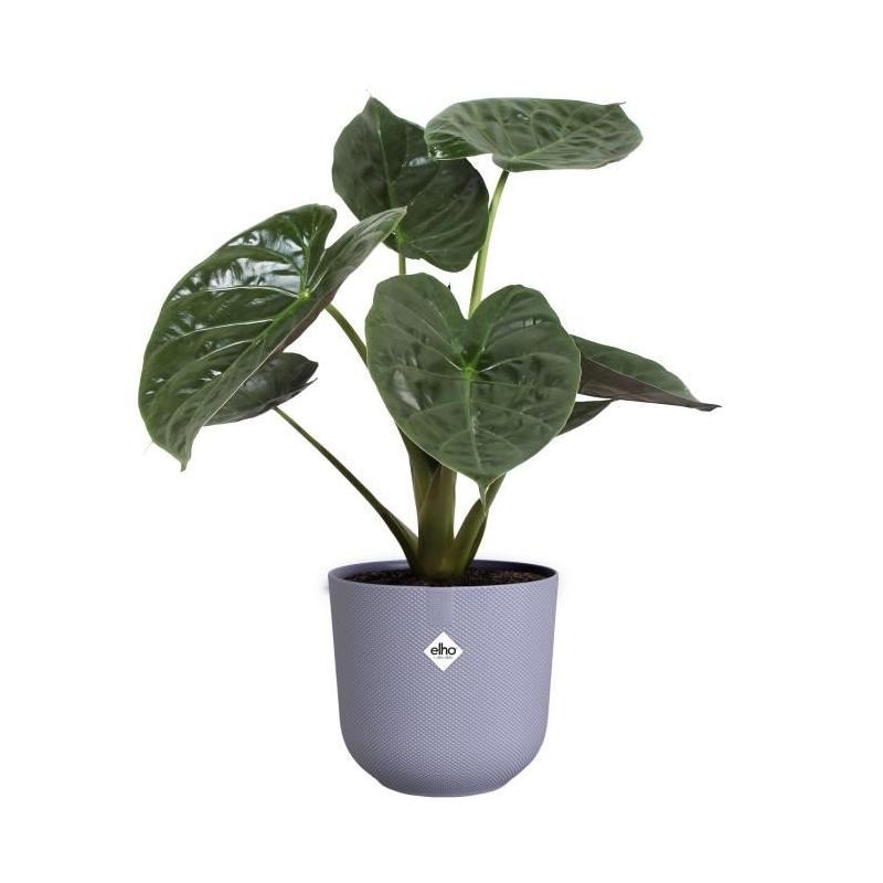 Pot de fleur Elho Jazz Rond Violet 100% recyclé - L 35 x B 34.5 x H 32 cm