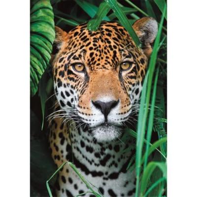 Puzzle CLEMENTONI Compact 500 pièces - Jaguar dans la jungle