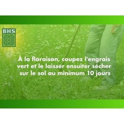 Trefle Blanc - BHS - 500 m² | Gazon naturel biodiversité & résistant