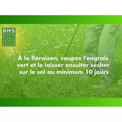 Trefle Blanc - BHS - 500 m² | Gazon naturel biodiversité & résistant Trefle Blanc - BHS - 500 m² | Gazon naturel biodiversité & résistant