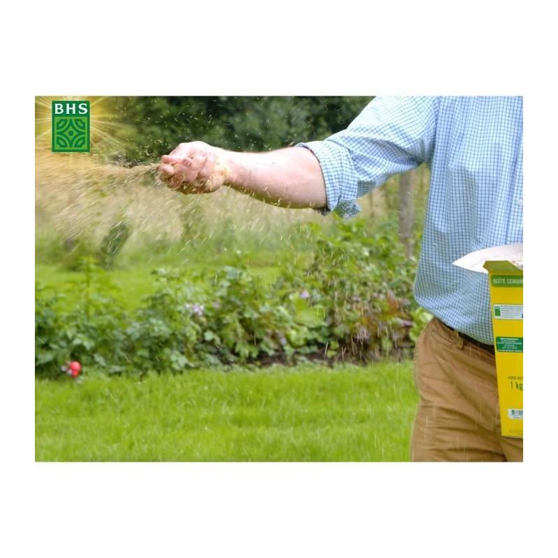 Phacélie BHS 500g | 100 m² | Gazon naturel résistant à la sécheresse