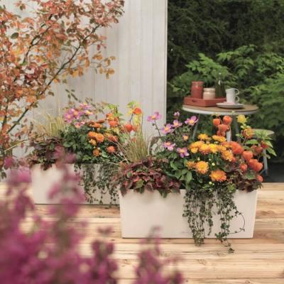 Jardinière Balconera Color 50 Blanc - Tout-en-un !