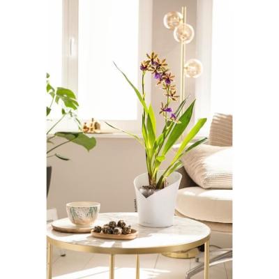 Jardinière LECHUZA ORCHIDEA ALL-IN-ONE Blanc mat