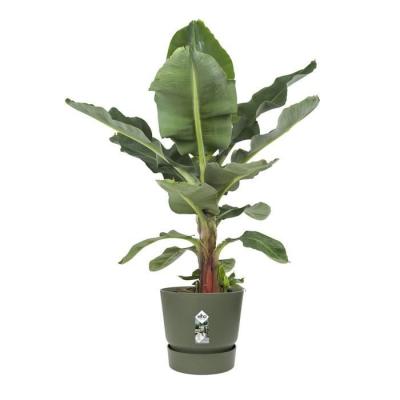 Pot de fleurs rond Greenville - Ø 55 x H 50 cm - Extérieur - Vert