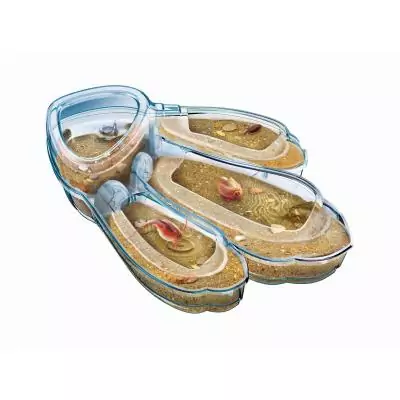 Clementoni Triops, les animaux préhistoriques